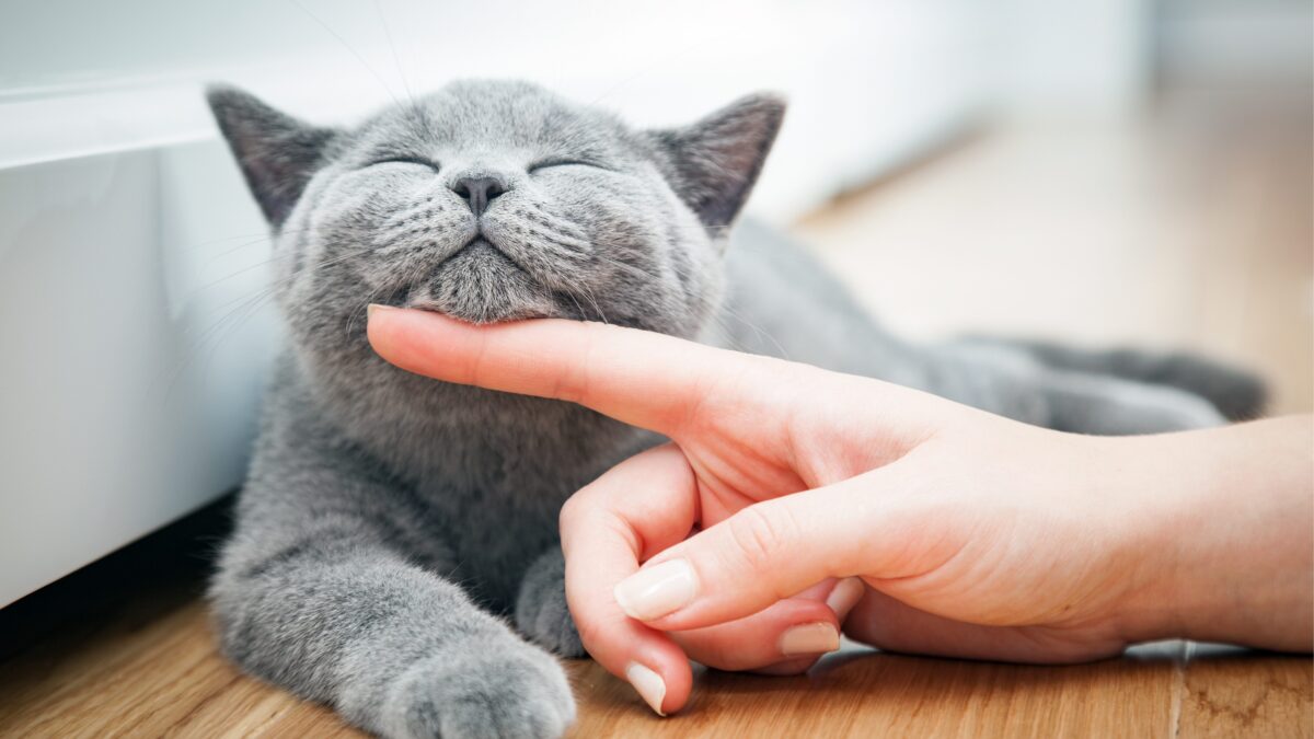 Vermieter Katze verschweigen: Darf der Vermieter Katzenhaltung und andere Haustiere verbieten?