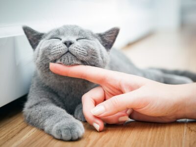 Vermieter Katze verschweigen: Darf der Vermieter Katzenhaltung und andere Haustiere verbieten?