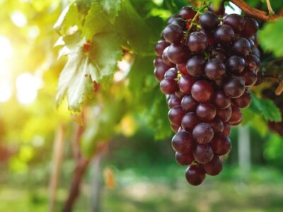 Frühe Weinlese im Burgenland