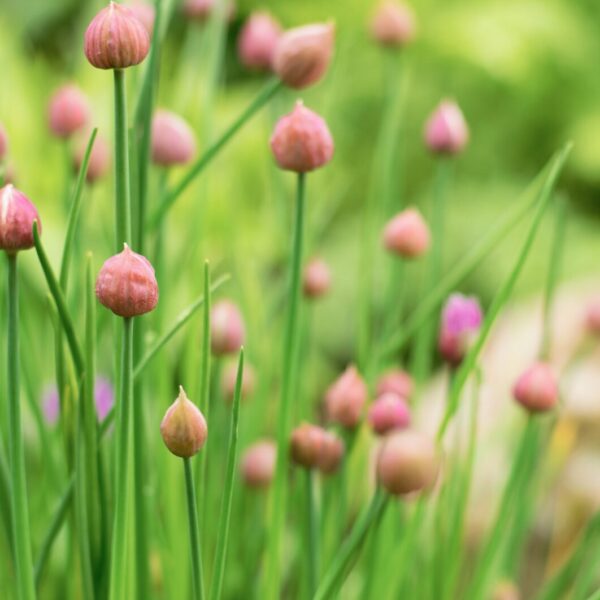 Verwechslungsgefahr bei wildem Schnittlauch: Wie Sie sich vor giftigen Doppelgängern schützen