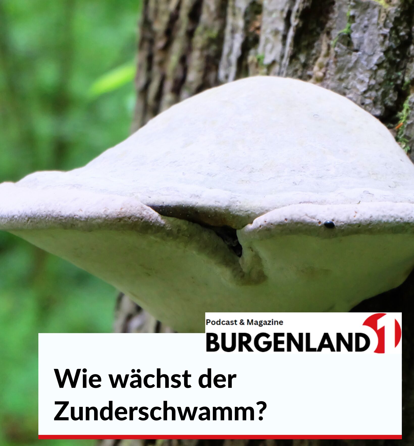 Wie wächst der Zunderschwamm?