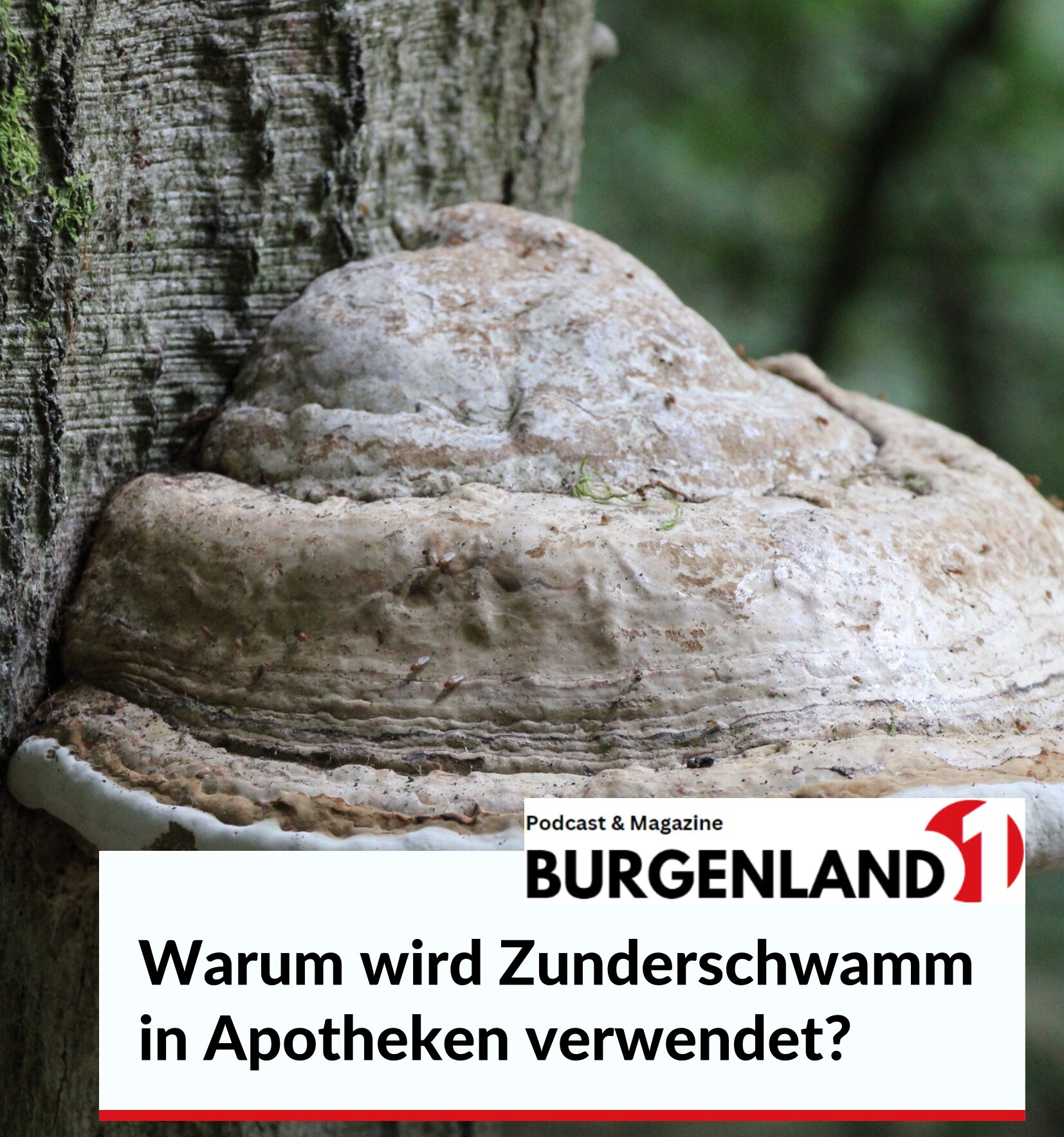 Warum wird Zunderschwamm in Apotheken verwendet?