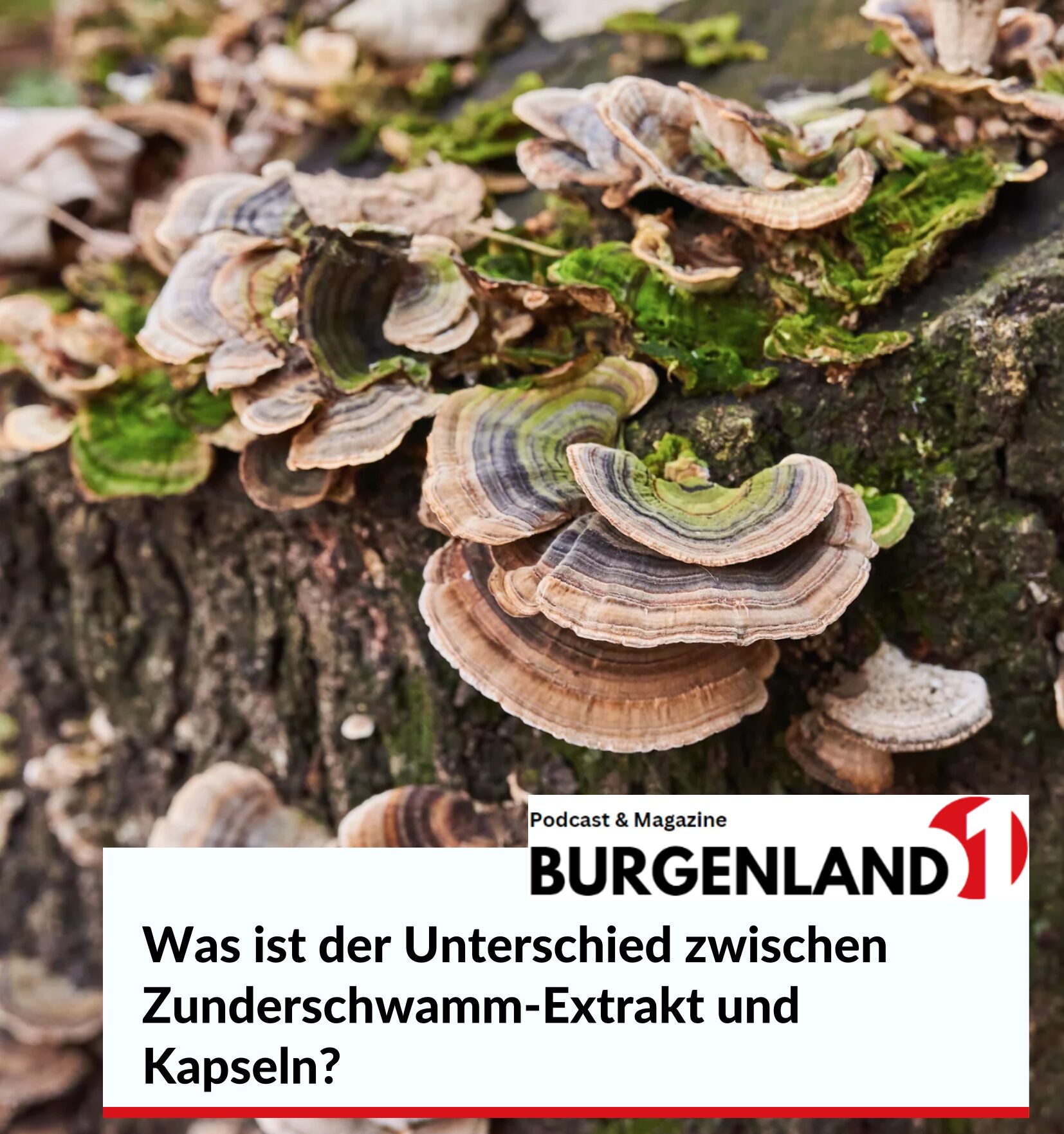 Was ist der Unterschied zwischen Zunderschwamm-Extrakt und Kapseln?