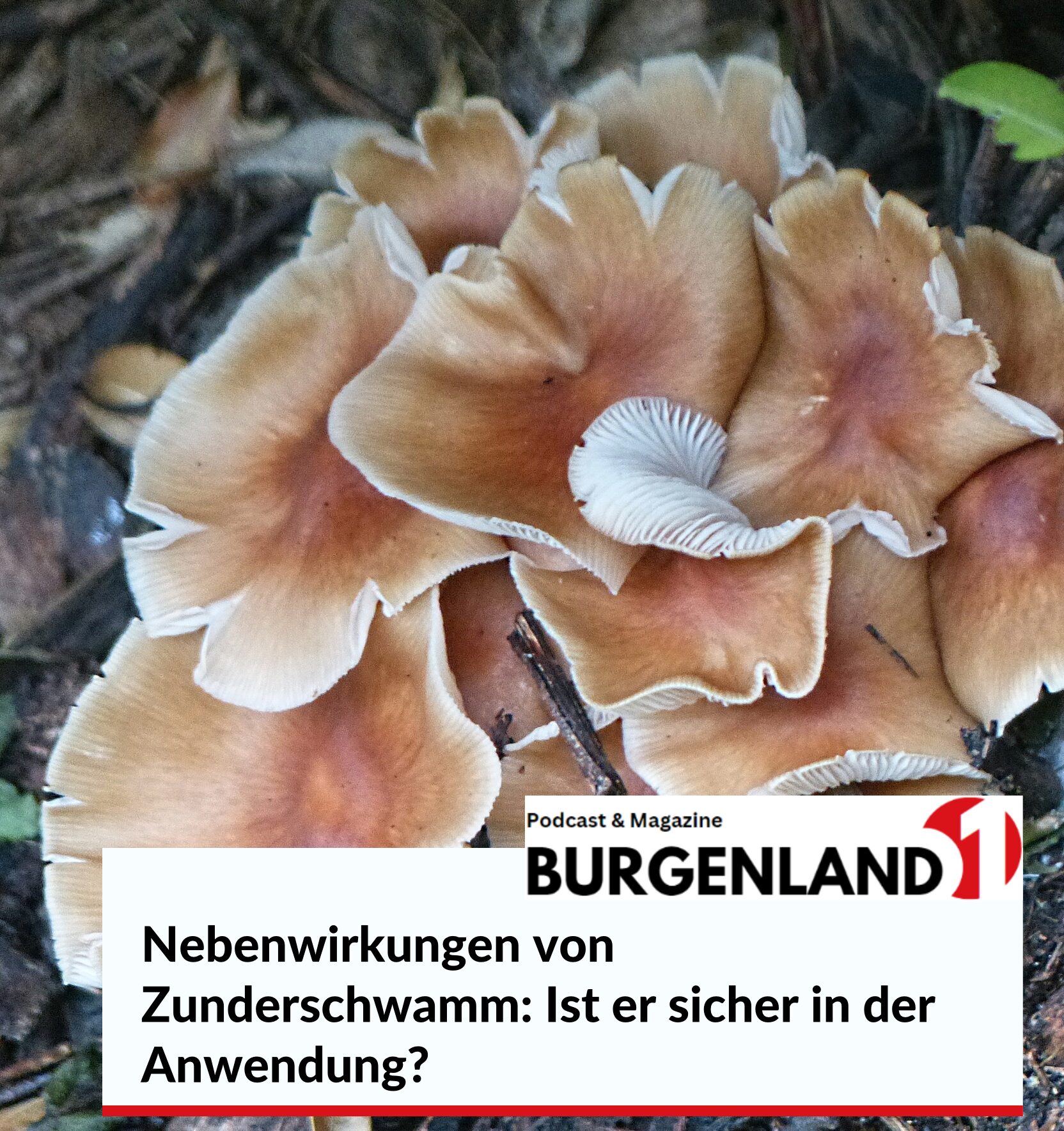 Nebenwirkungen von Zunderschwamm: Ist er sicher in der Anwendung?
