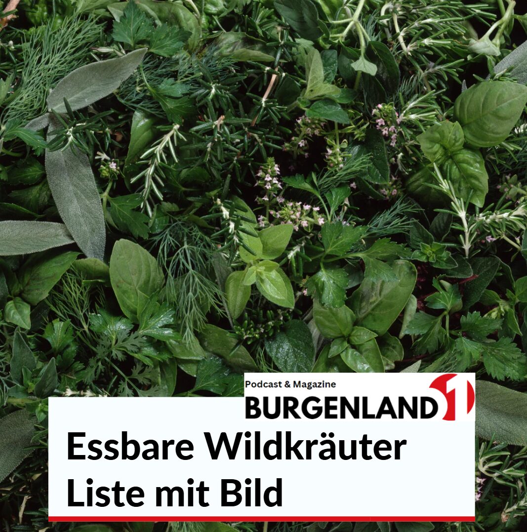 essbare wildkräuter liste mit bild essbare wildkräuter liste mit bild