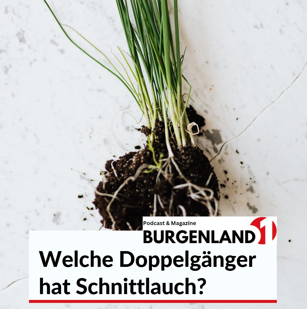 Welche Doppelgänger hat Schnittlauch? Welche Doppelgänger hat Schnittlauch?