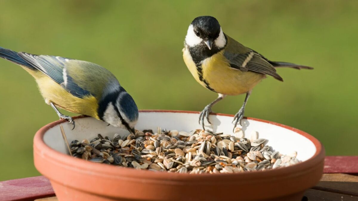 Fütterungstrends 2025 – Was kaufen Vogelfreunde wirklich?