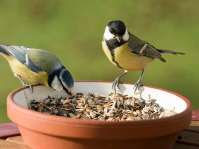 Fütterungstrends 2025 – Was kaufen Vogelfreunde wirklich?