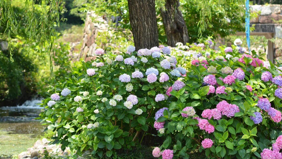 Gartenideen um Hortensien und Gräser kombinieren Pflanzpartner für ein lebendiges Beet
