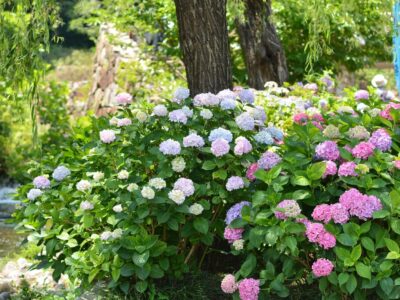 Gartenideen um Hortensien und Gräser kombinieren Pflanzpartner für ein lebendiges Beet