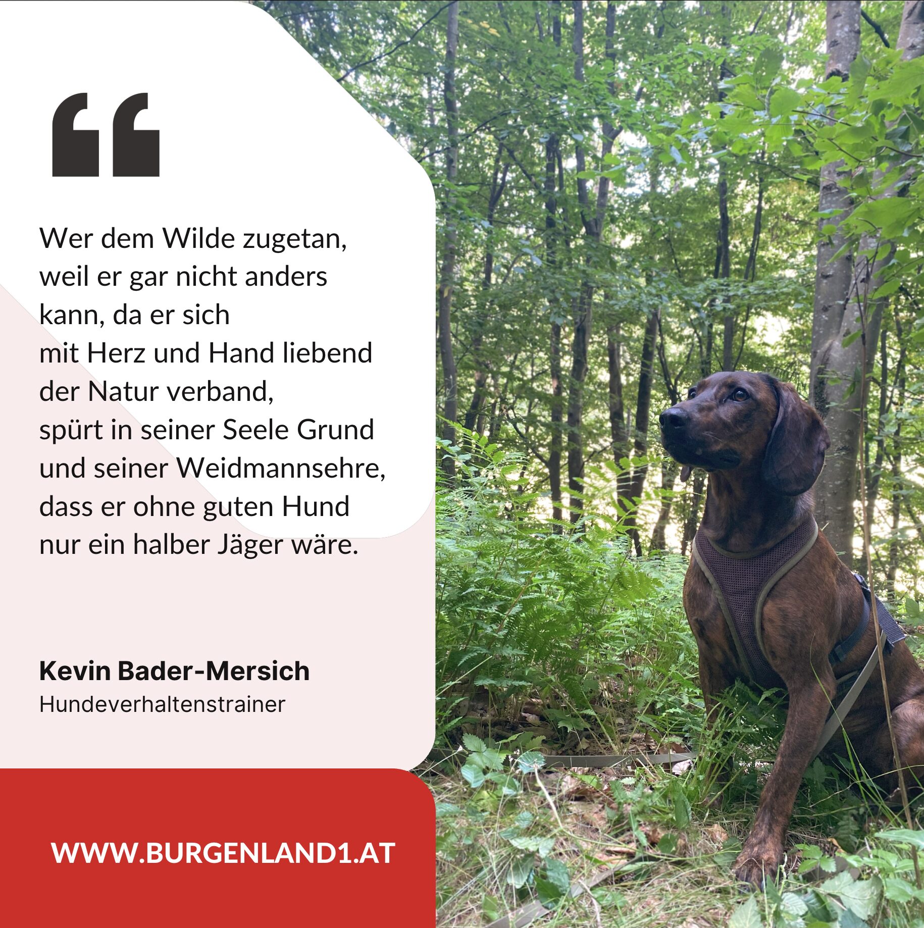Kevin Bader-Mersich Hundeverhaltenstrainer