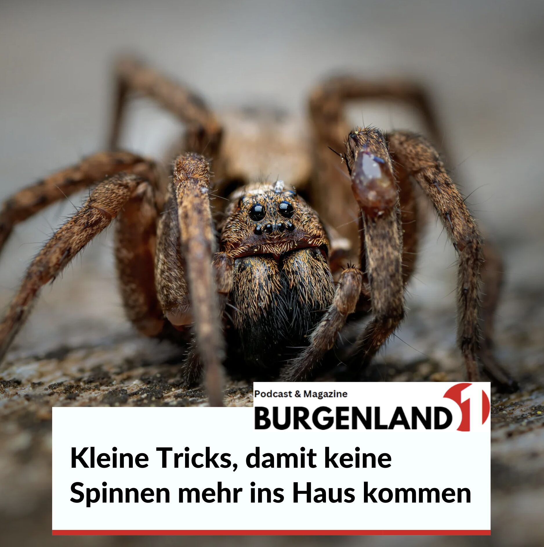 Kleine Tricks, damit keine Spinnen mehr ins Haus kommen Kleine Tricks, damit keine Spinnen mehr ins Haus kommen