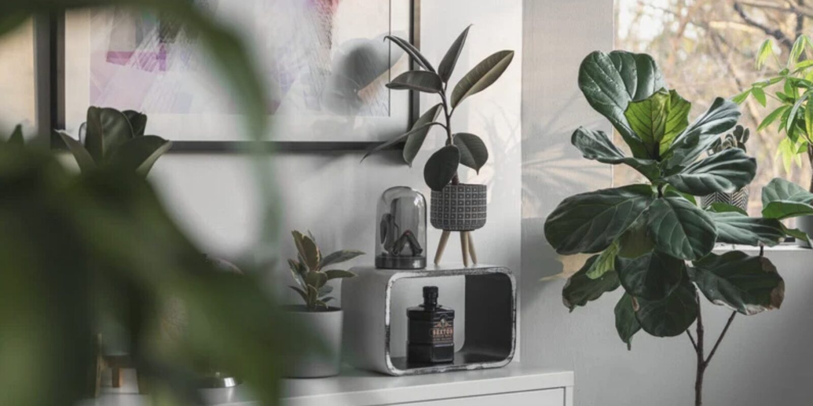 Mit dieser Pflanze kommt keine Spinne mehr ins Haus