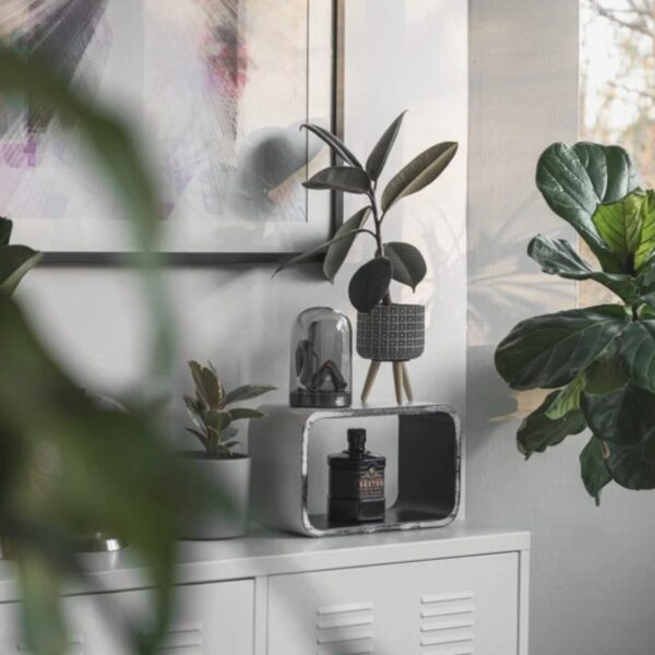 Mit dieser Pflanze kommt keine Spinne mehr ins Haus