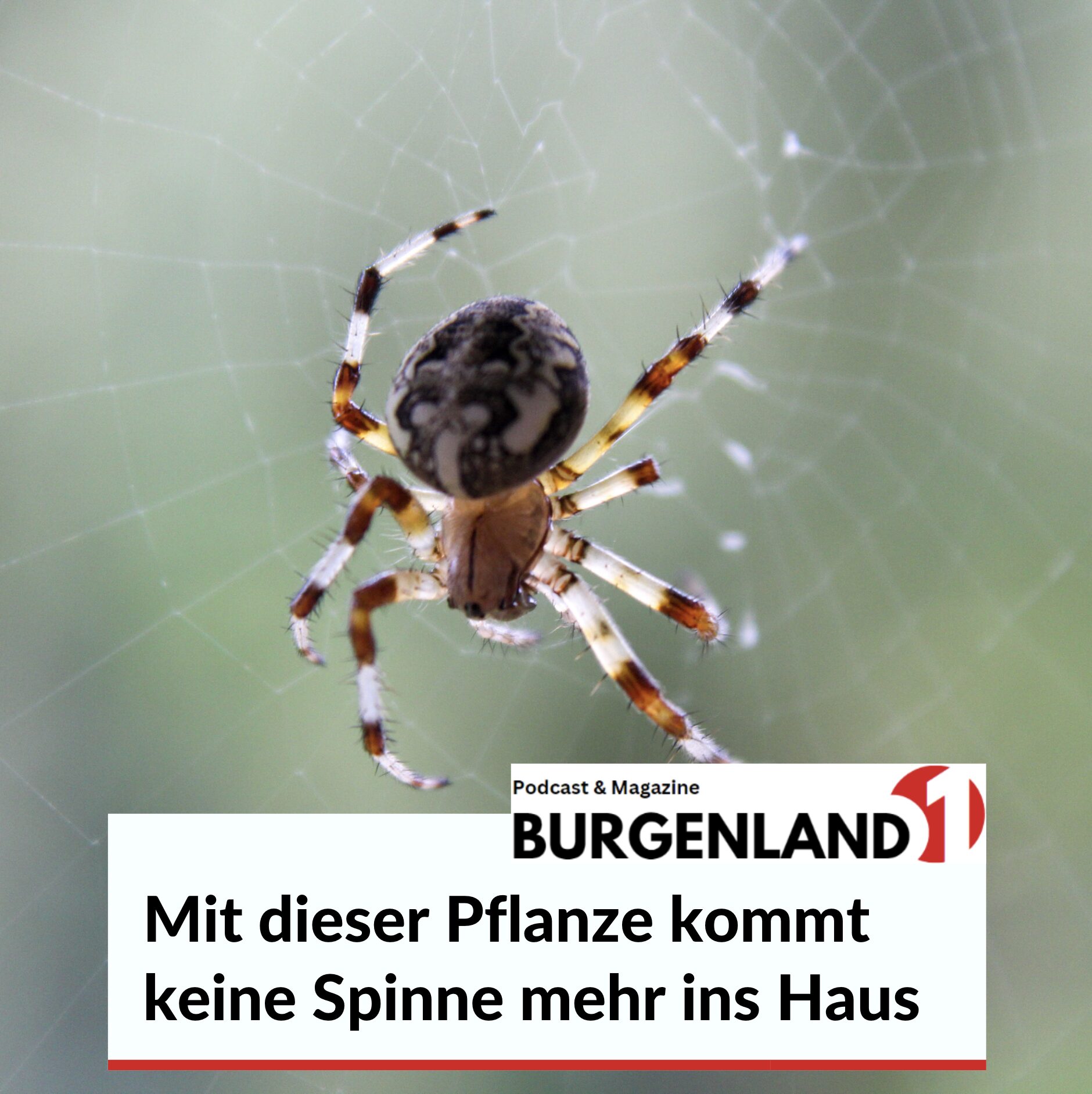 Mit dieser Pflanze kommt keine Spinne mehr ins Haus und warum Gerüche eine Rolle spielen Mit dieser Pflanze kommt keine Spinne mehr ins Haus und warum Gerüche eine Rolle spielen