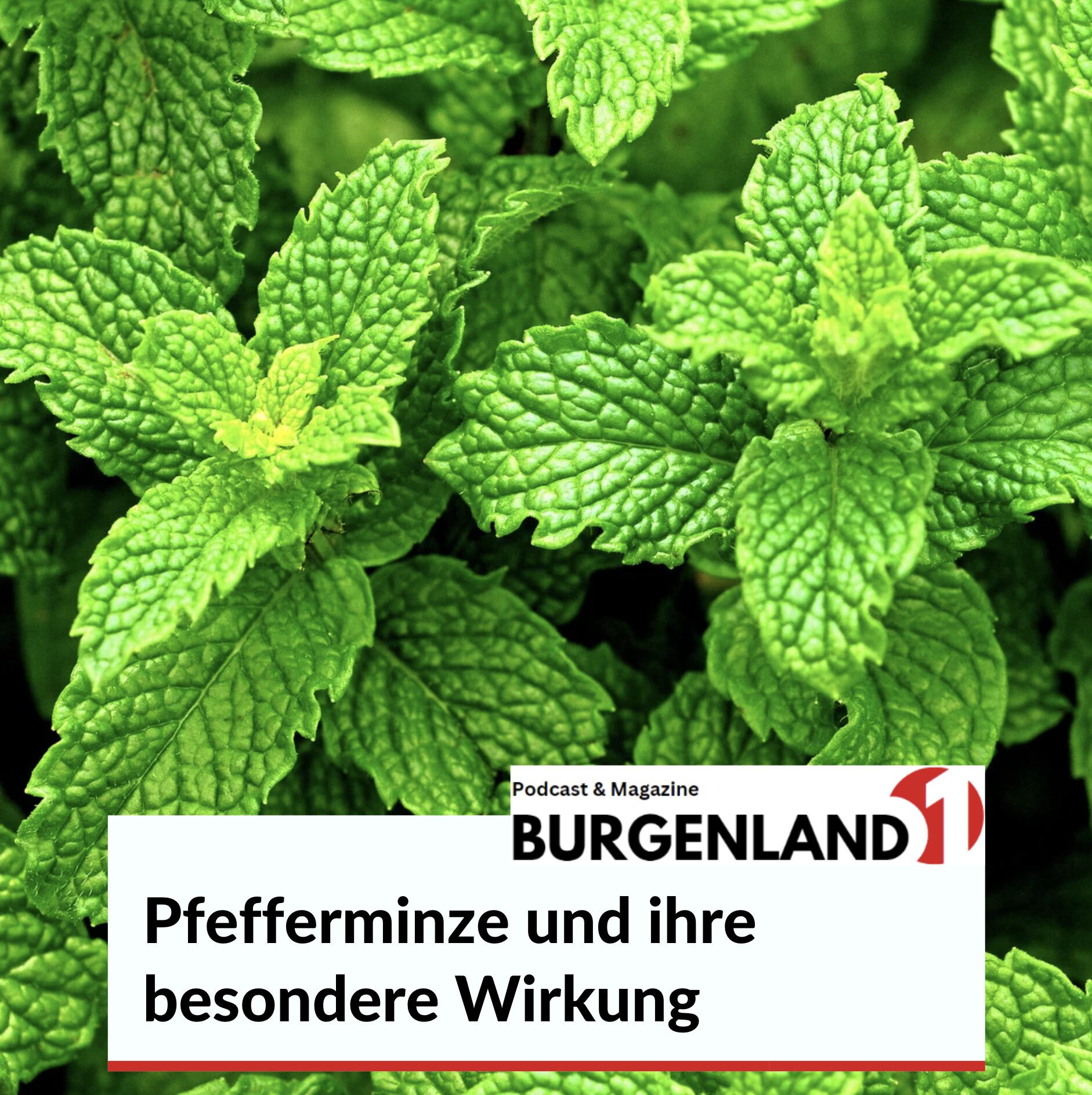 Pfefferminze und ihre besondere Wirkung bei unerwünschten Spinnen im Haus Pfefferminze und ihre besondere Wirkung bei unerwünschten Spinnen im Haus