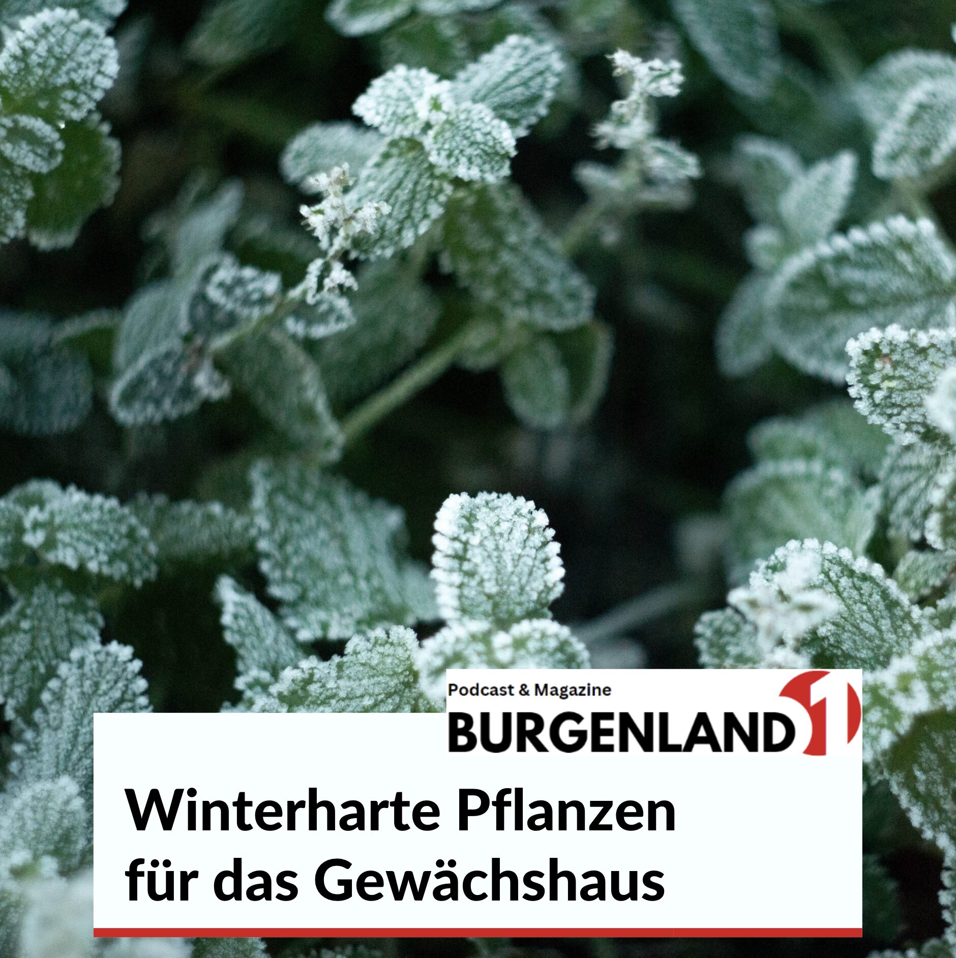 Winterharte Pflanzen für das Gewächshaus Winterharte Pflanzen für das Gewächshaus