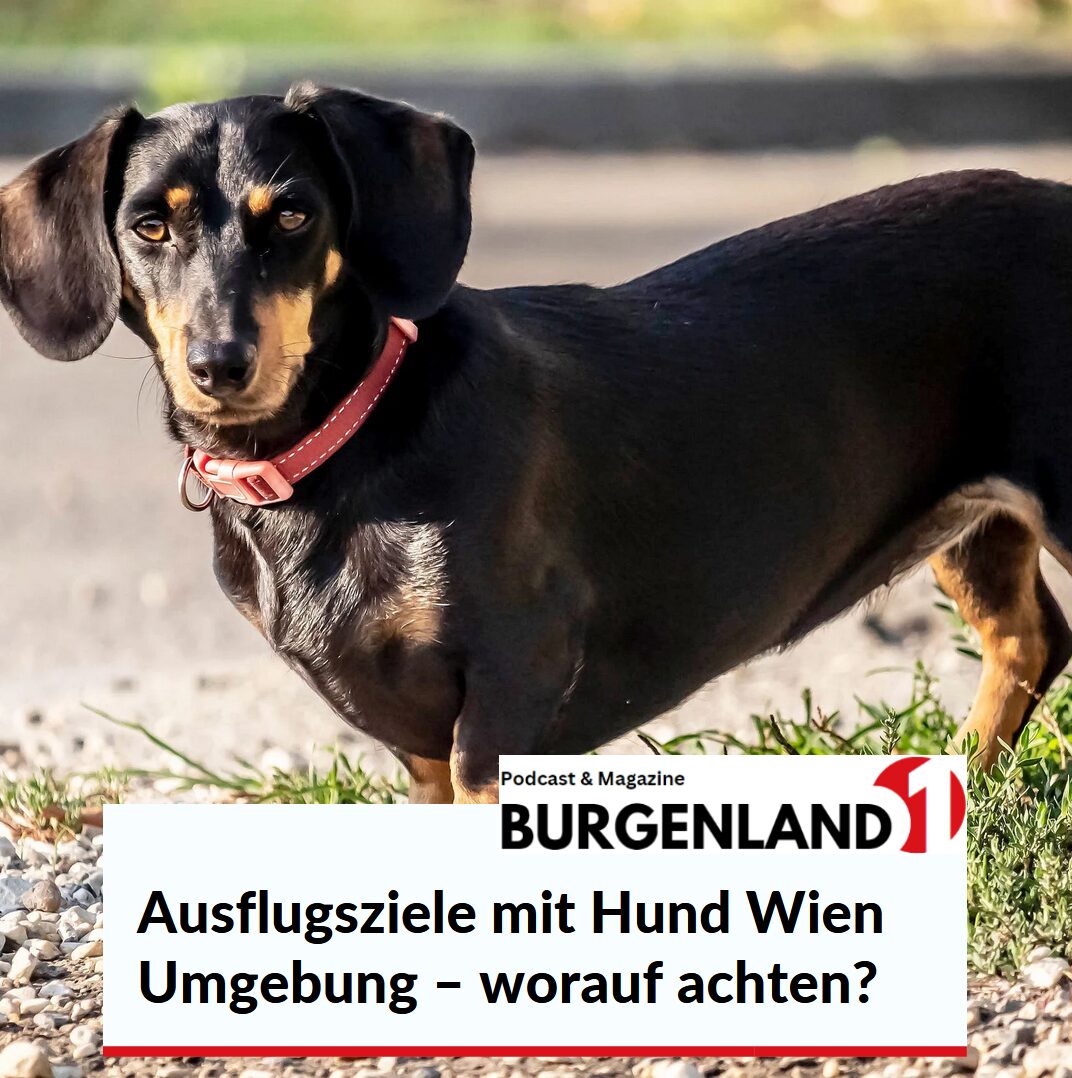 Ausflugsziele mit Hund Wien Umgebung – worauf achten? Ausflugsziele mit Hund Wien Umgebung – worauf achten?