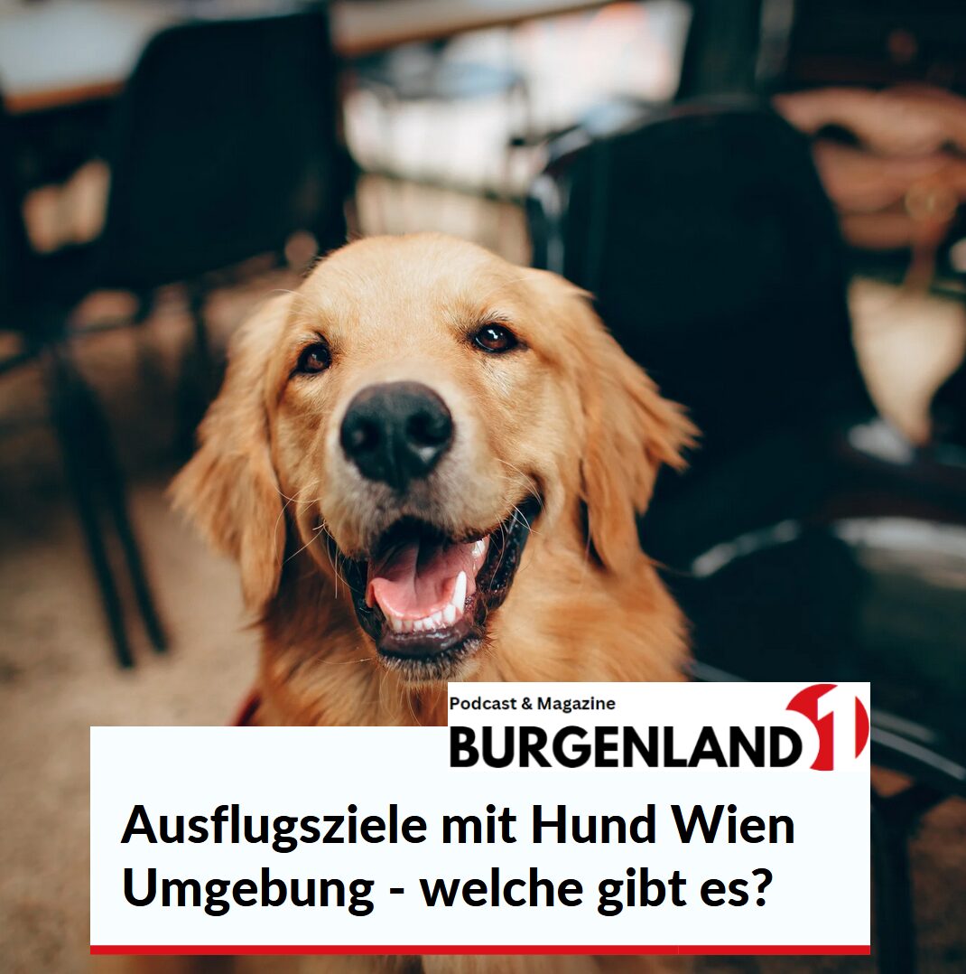Ausflugsziele mit Hund Wien Umgebung - welche gibt es?