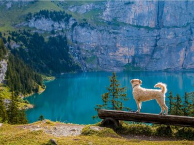 ausflugsziele mit hund wien umgebung